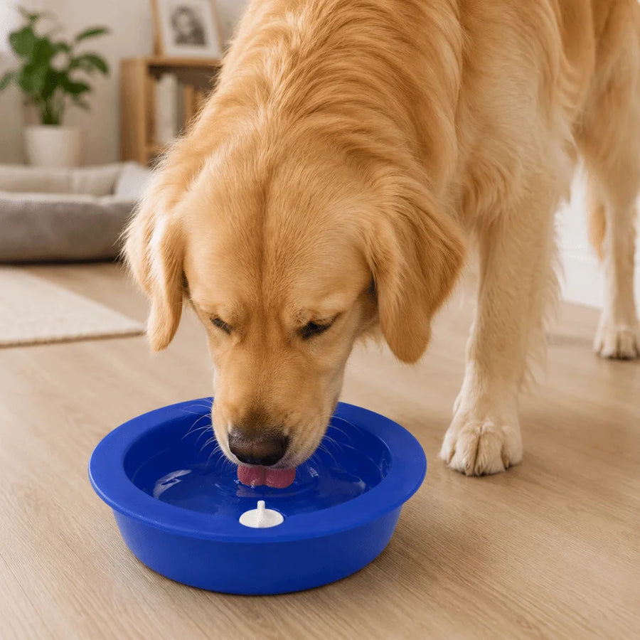 Cooling Water Feeder Bowl for Dogs & Cats