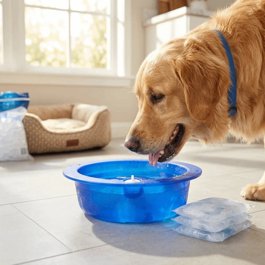 Cooling Water Feeder Bowl for Dogs & Cats