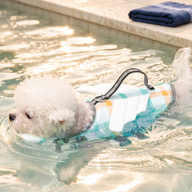 Dog swimming in pool wearing plaid life jacket