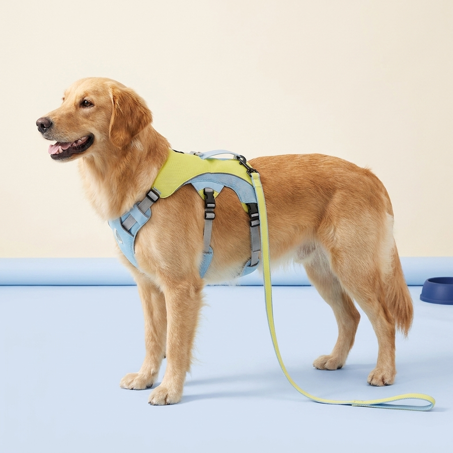 Golden retriever wearing the cooling vest harness with leash — studio photo